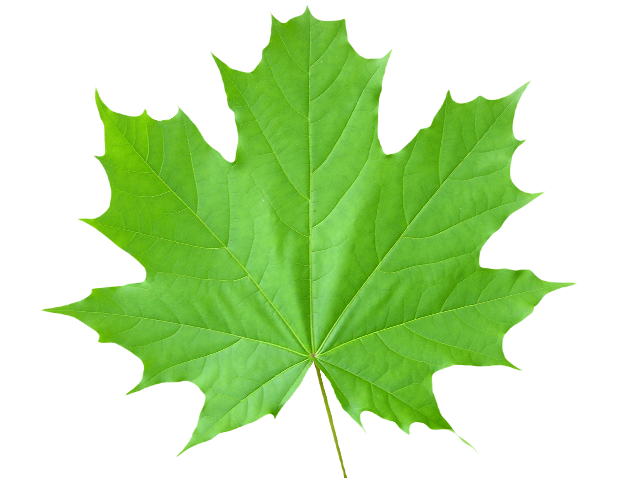 Leaf for bulletpoints.png